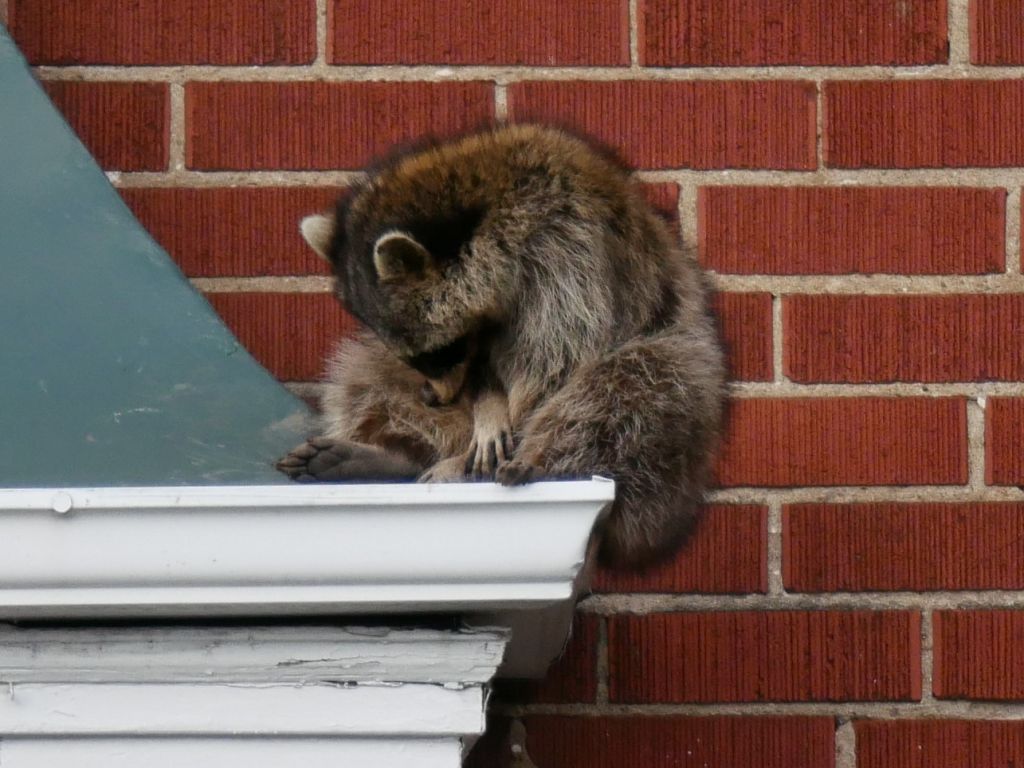 Raccoon